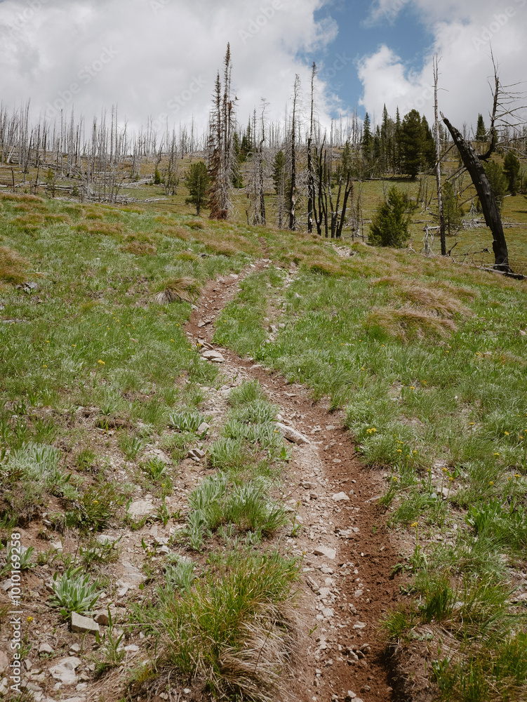 Obraz premium Bike trail through burn area and pine trees in Salmon National Forest in Idaho near Gibbonsville
