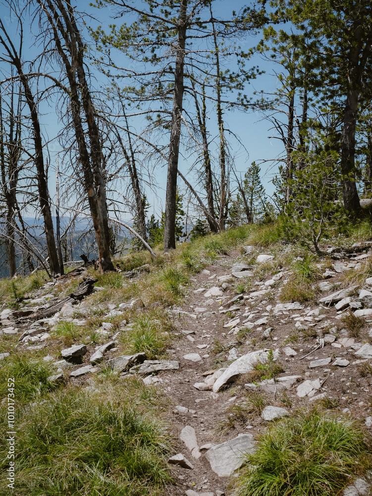 Trail through forest landscape in Salmon National Forest in Idaho in late spring Trail through forest landscape in Salmon National Forest in Idaho in late spring