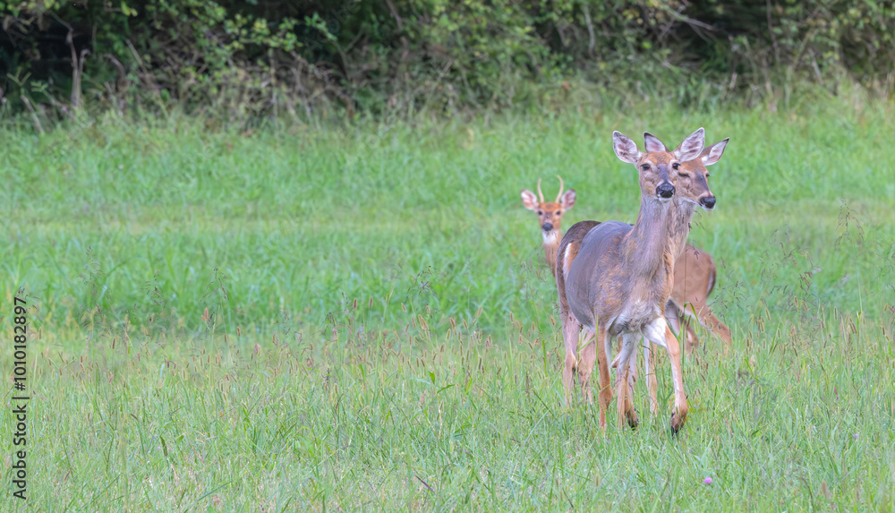 Small herd of red deer standing in a field staring at the camera. Small herd of red deer standing in a field staring at the camera.