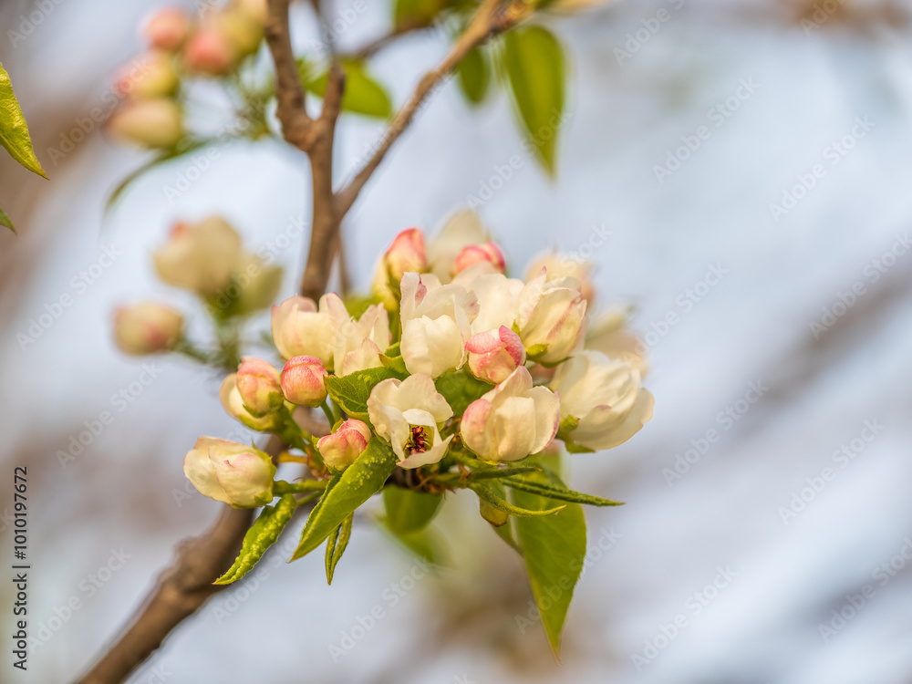 Fototapeta premium White blossoming apple trees. White apple tree flowers