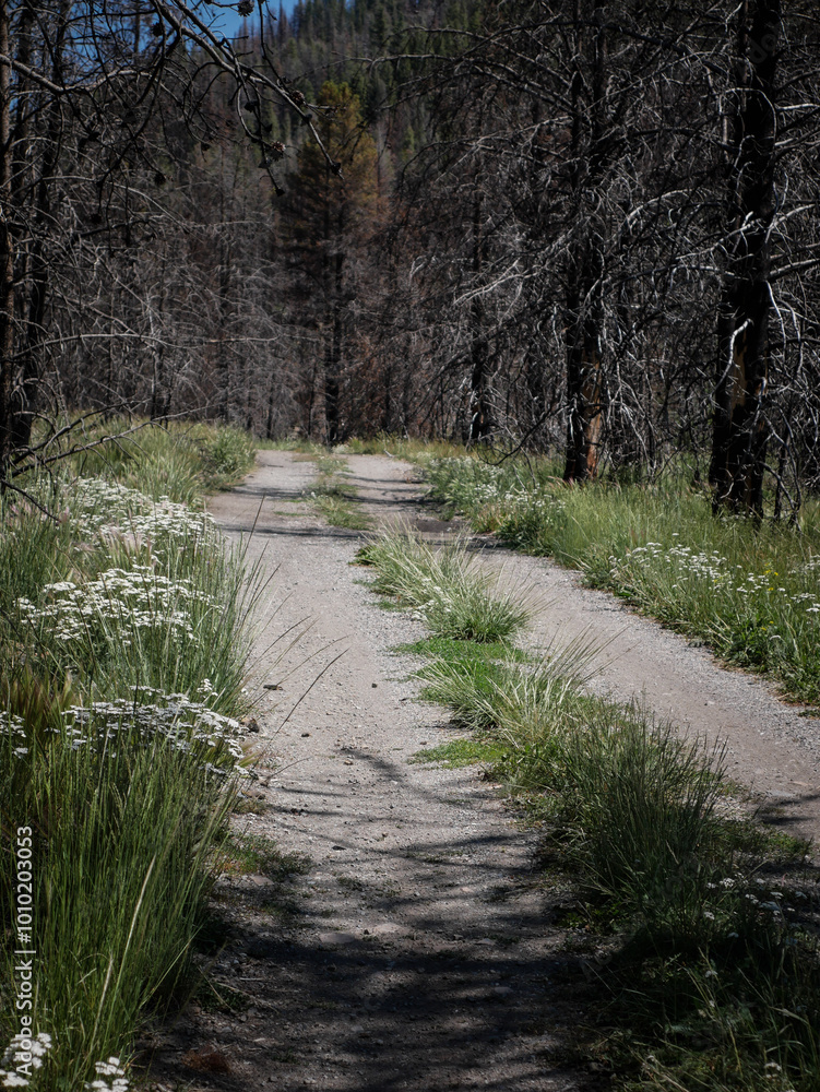 Dirt road in Sawtooth Mountains near Stanley Idaho in summer with flowers Dirt road in Sawtooth Mountains near Stanley Idaho in summer with flowers