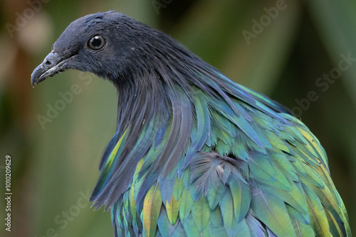 Nicobar Pigeon photo