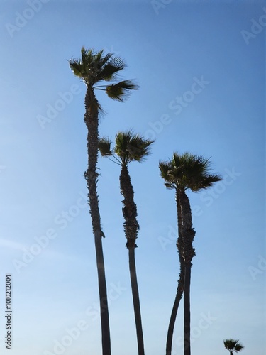 Palm Trees Against the Blue Sky