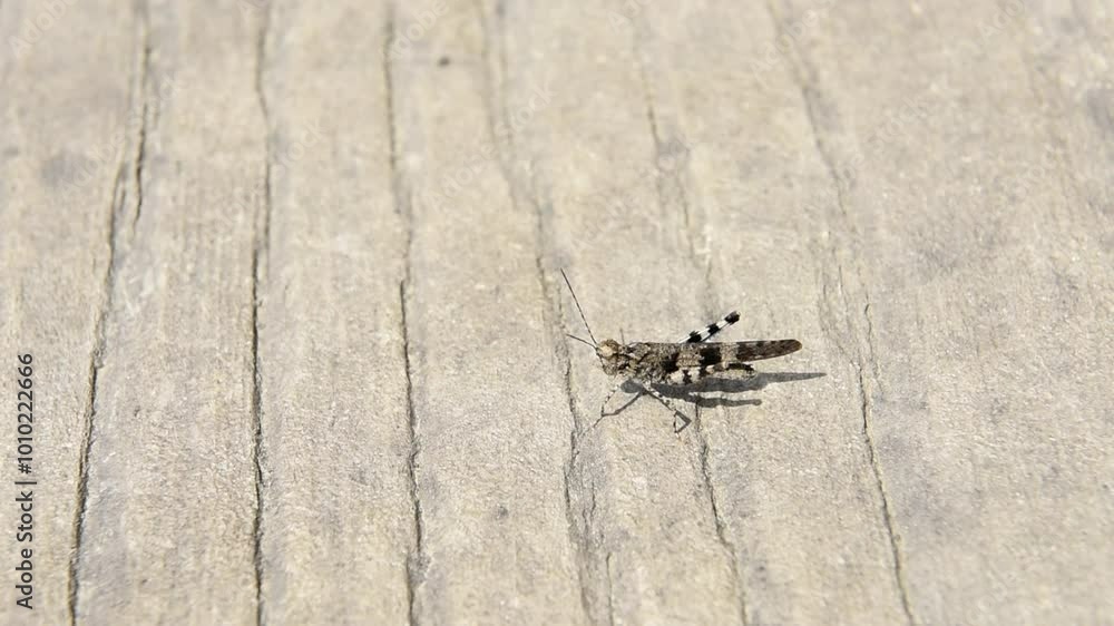 Close up of a grasshopper on the ground Close up of a grasshopper on the ground