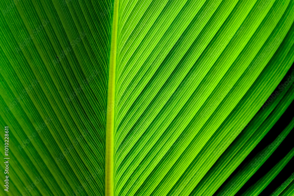 A close-up, symmetrical shot of vibrant green leaf veins, showcasing its detailed texture and natural patterns A close-up, symmetrical shot of vibrant green leaf veins, showcasing its detailed texture and natural patterns