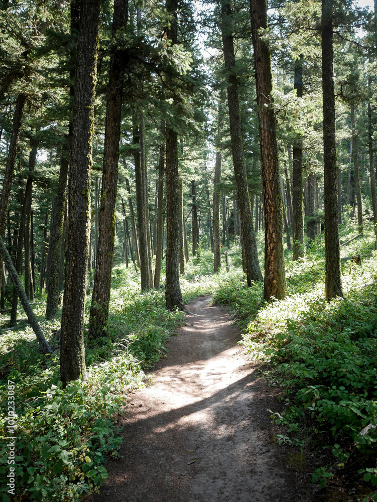 Fototapeta premium ATV trail in Bridger Mountain range by Bozeman Montana in summer through pine forest