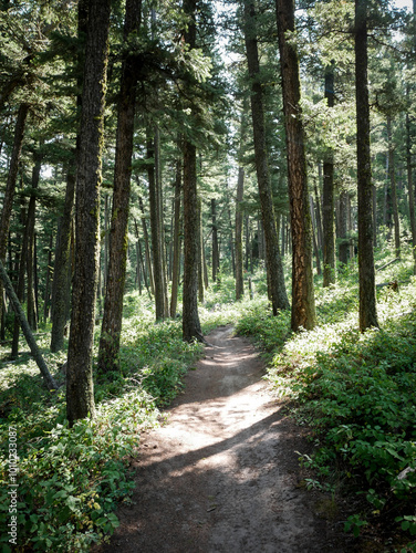 ATV trail in Bridger Mountain range by Bozeman Montana in summer through pine forest