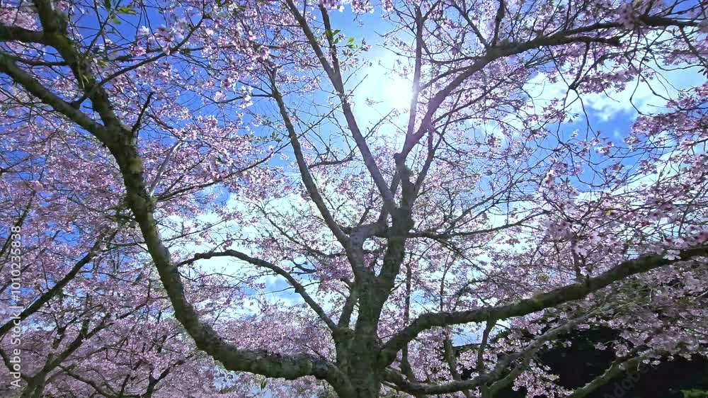 Blooming flowers sherry blossom tree on sunny day. Blooming flowers sherry blossom tree on sunny day.