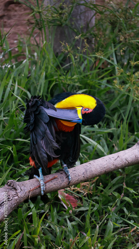 Channel-billed Toucan | Tucano-de-Bico-Preto (Ramphastos vitellinus) photo