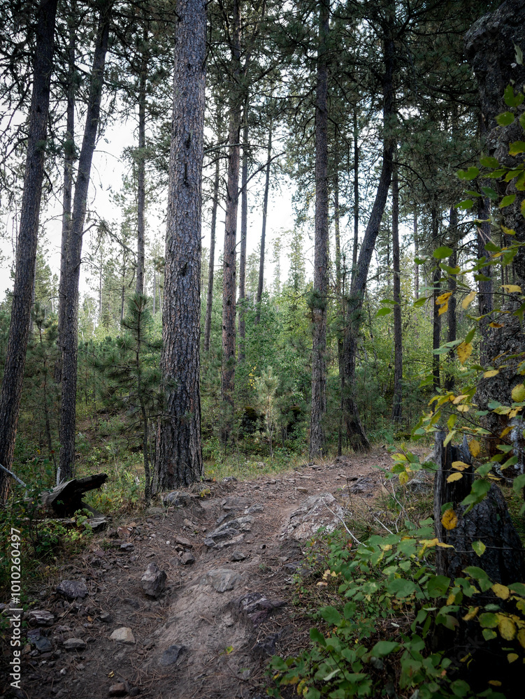 Fototapeta premium Rocky ATV trail through the Black Hills National Forest in South Dakota near Rapid City in Summer