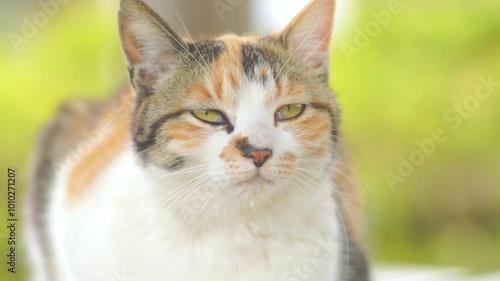 Wallpaper Mural Close up macro shot of calico community cat at park Torontodigital.ca
