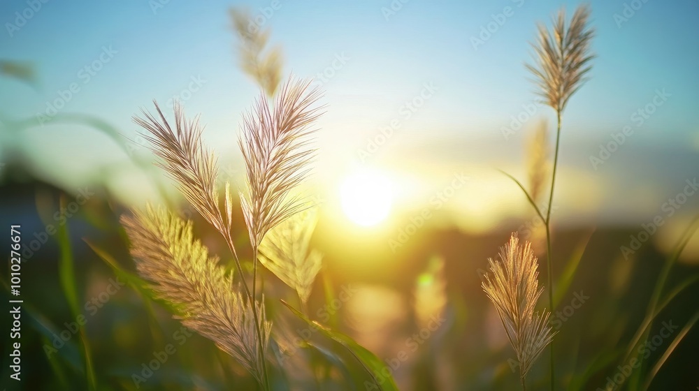 Tall flowering grass on green meadow at sunrise or sunset Tall flowering grass on green meadow at sunrise or sunset