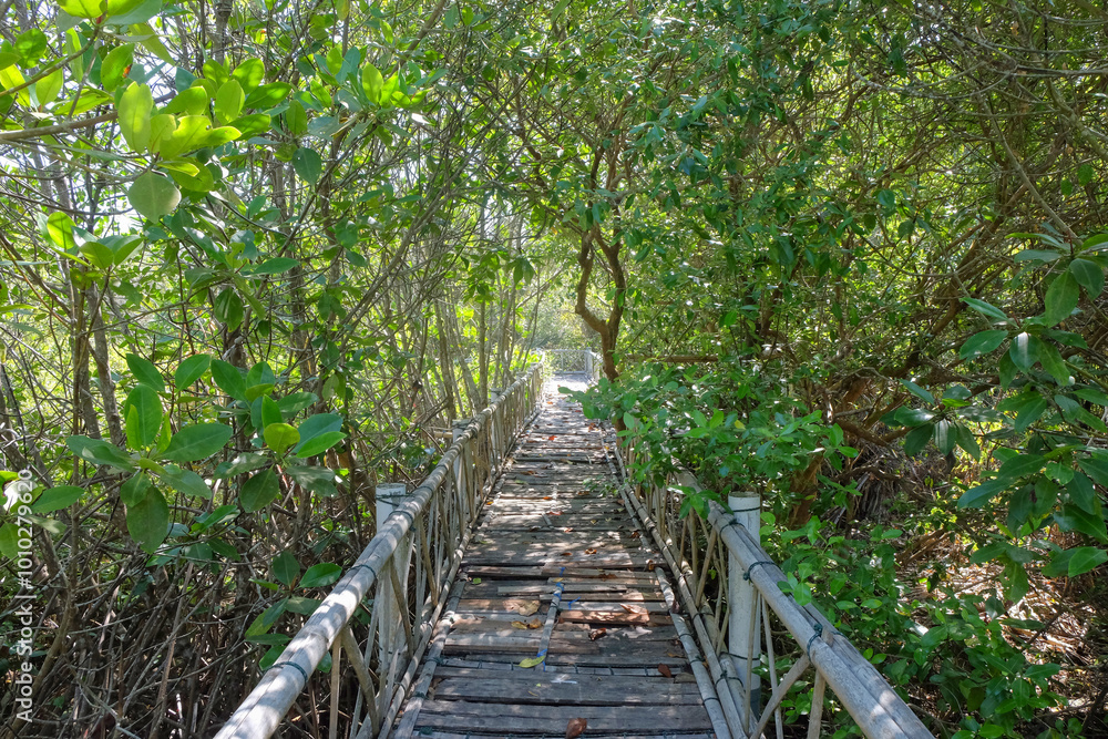 Bamboo bridge in the middle of the mangrove forest. Mangrove plants along the beach to reduce coastal erosion Bamboo bridge in the middle of the mangrove forest. Mangrove plants along the beach to reduce coastal erosion