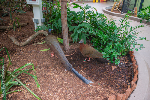 A wandering zoo creature carries the spirit of the wild, even within the bounds of glass and stone, Audubon Zoo, New Orleans, Louisiana, United States of America photo