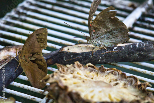 Canvas Print Discover the stunning butterfly photography opportunities and peaceful ambiance of Taman Rama-rama garden in Kuala Lumpur