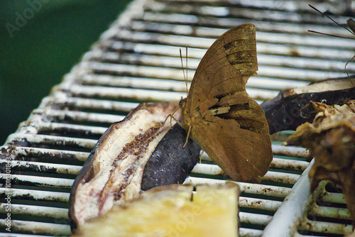 Discover the stunning butterfly photography opportunities and peaceful ambiance of Taman Rama-rama garden in Kuala Lumpur.
 photo