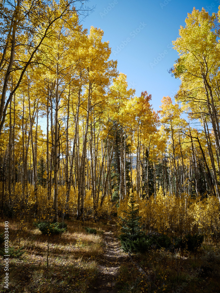 Obraz premium Trail through aspen trees in Gunnison National Forest near Sargents Colorado in autumn