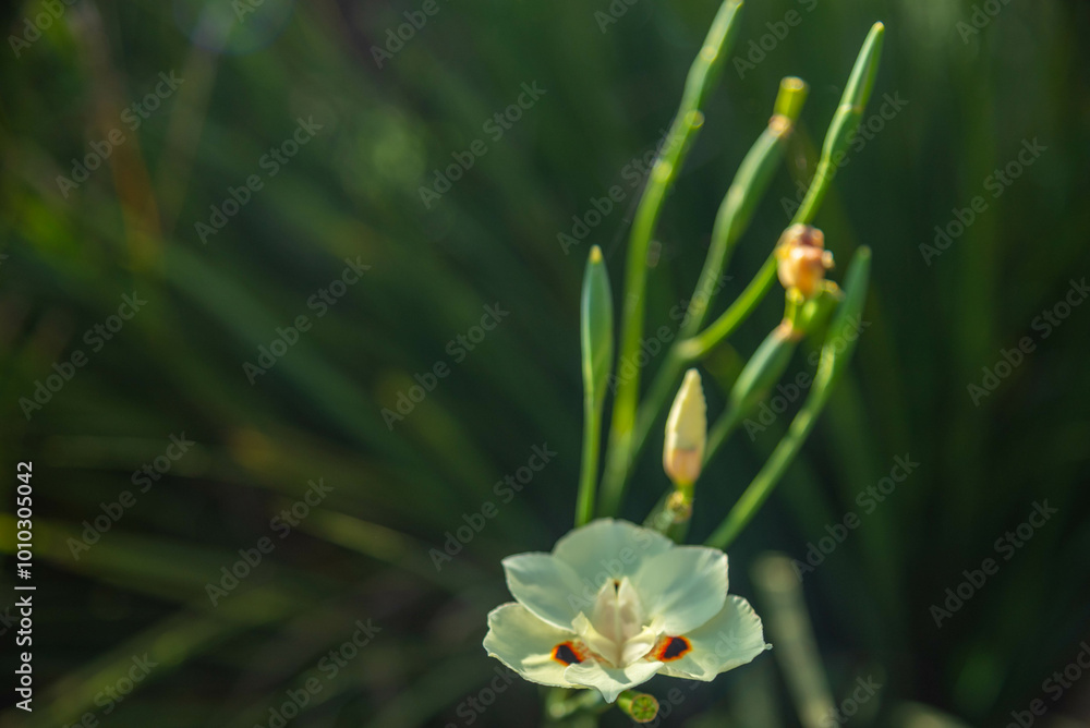 Flowers of the pampa biome in southern Brazil Flowers of the pampa biome in southern Brazil