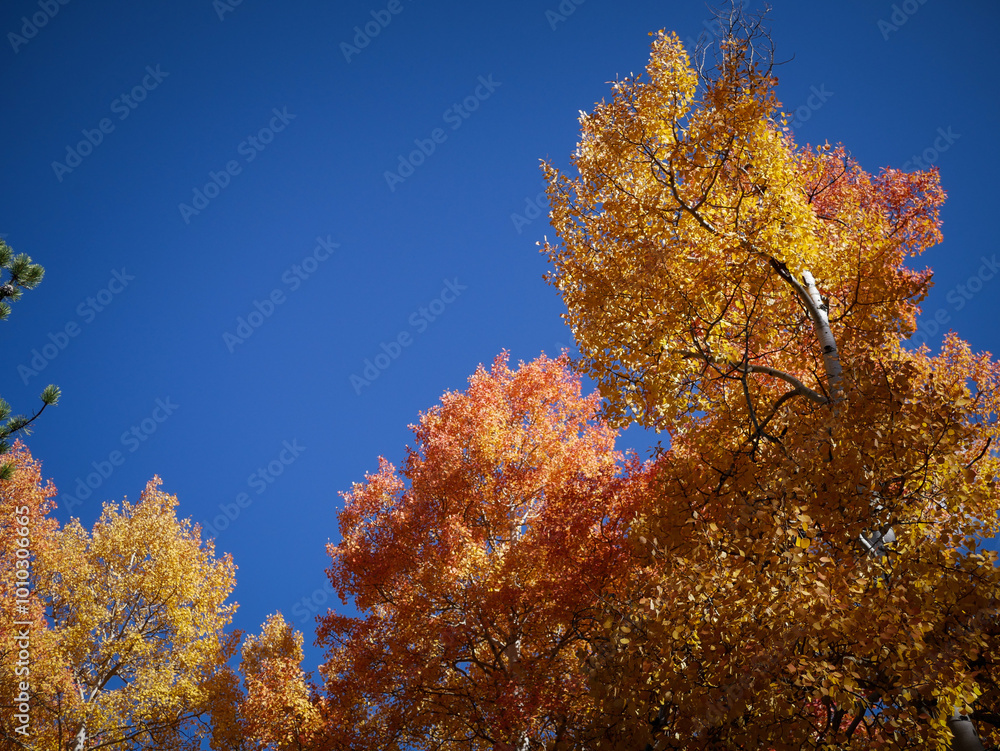 Looking up at yellow and red aspen leaves against blue sky in Colorado in autumn Looking up at yellow and red aspen leaves against blue sky in Colorado in autumn
