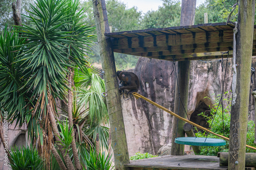 A mandrill’s gaze seems to hold secrets of the jungle, both ancient and profound, Audubon Zoo, New Orleans, Louisiana