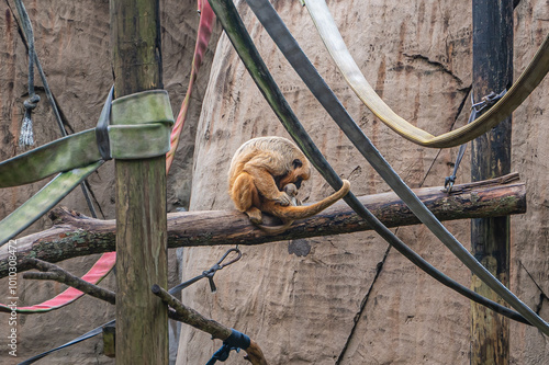 In that quiet moment on the branch, life pauses—observing, reflecting, and dreaming of endless skies, Audubon Zoo, New Orleans, Louisiana, United States of America photo