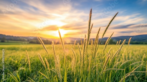 Tall flowering grass on green meadow at sunrise or sunset