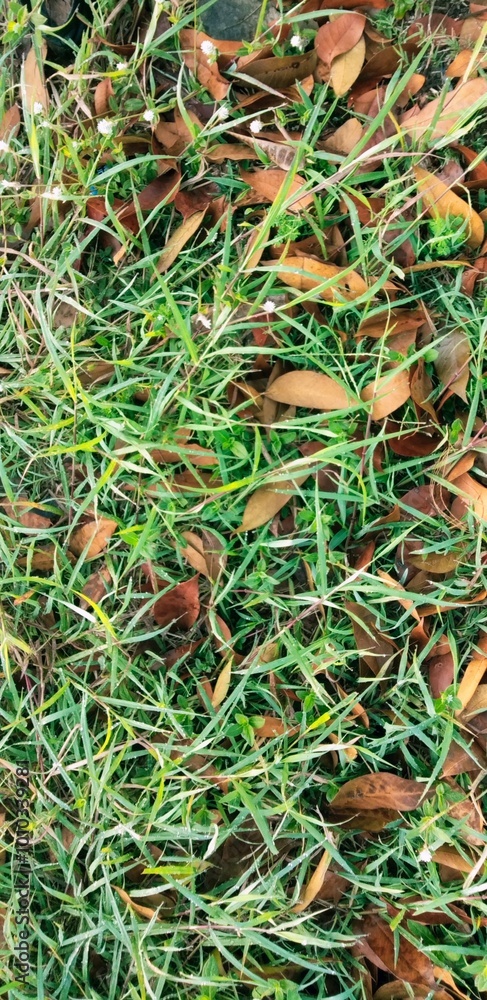 Obraz premium Wild grass on the side of the road and scattered dry leaves