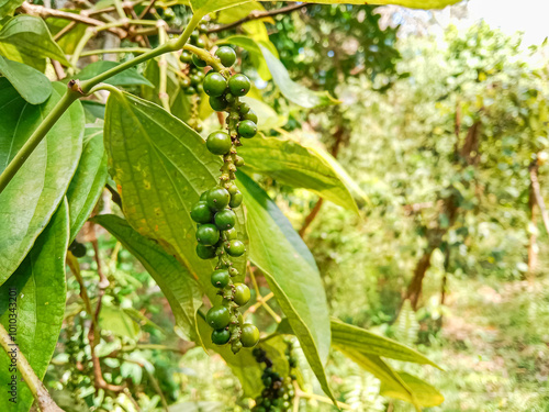 White pepper plant (Piper nigrum) is a flowering vine cultivated for its fruit known as the peppercorn. White pepper plantation. photo