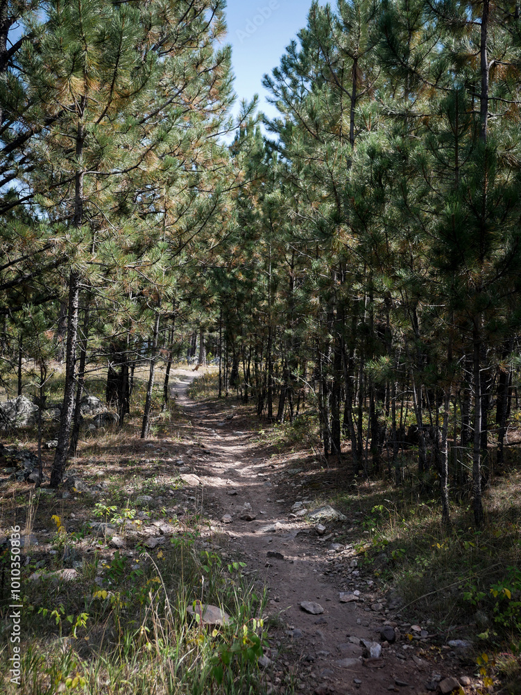 Rocky Single track trail through pine tree forest in the Black Hills National Forest near Rapic City South Dakota in summer Rocky Single track trail through pine tree forest in the Black Hills National Forest near Rapic City South Dakota in summer
