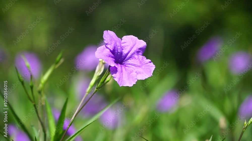 purple flowers in the garden