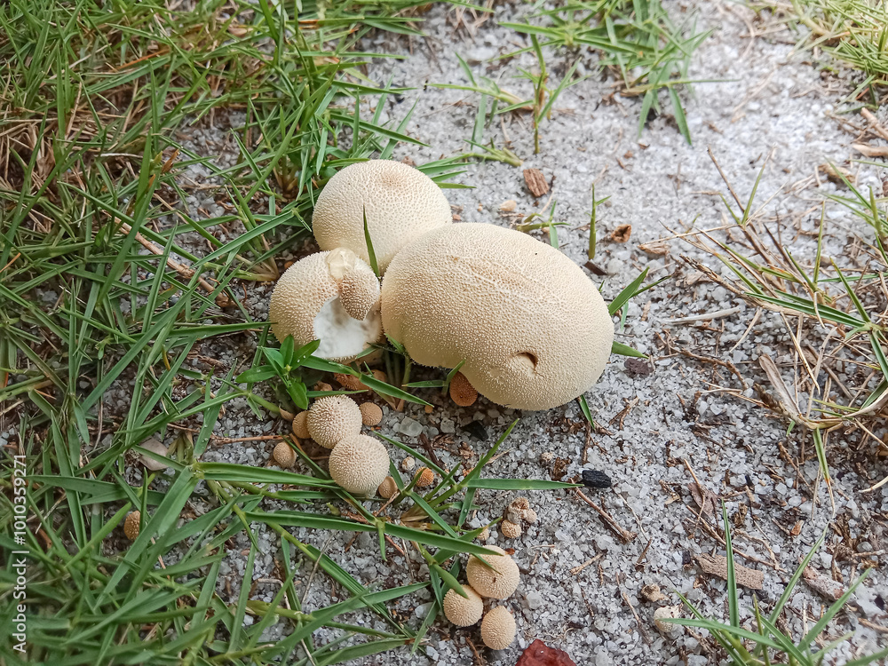 Ταπετσαρία Lycoperdon perlatum, popularly known as the common puffball, warted puffball, gem-studded puffball or devil's snuff-box