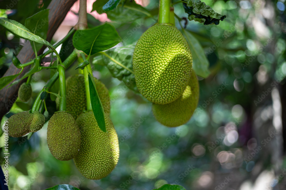 hand is reaching for a green Jackfruit hanging from a tree. hand is reaching for a green Jackfruit hanging from a tree.