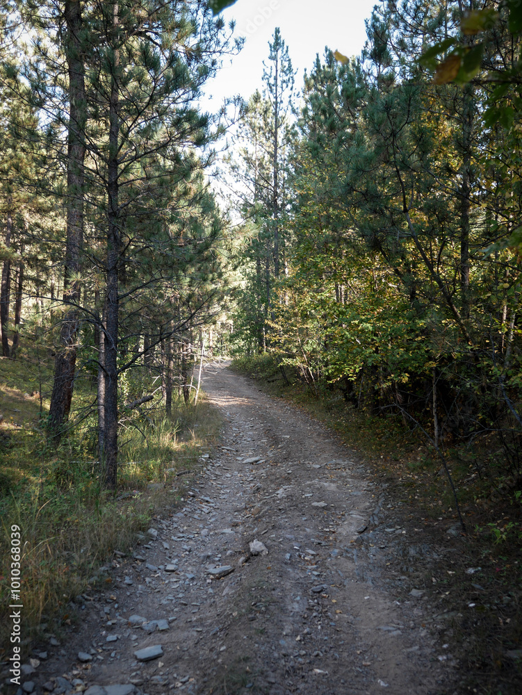 Rocky Dirt trail through pine trees in the Black Hills National Forest near Rapic City South Dakota Rocky Dirt trail through pine trees in the Black Hills National Forest near Rapic City South Dakota