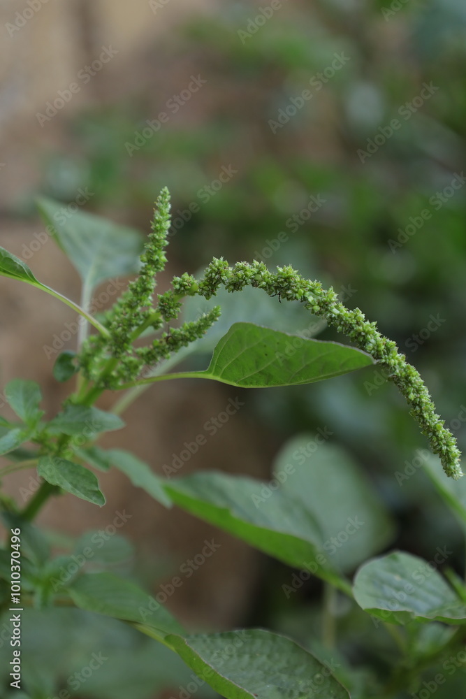 This garden is perfect for many herbal plants and also serves as a biotope for many animals. This garden is perfect for many herbal plants and also serves as a biotope for many animals.