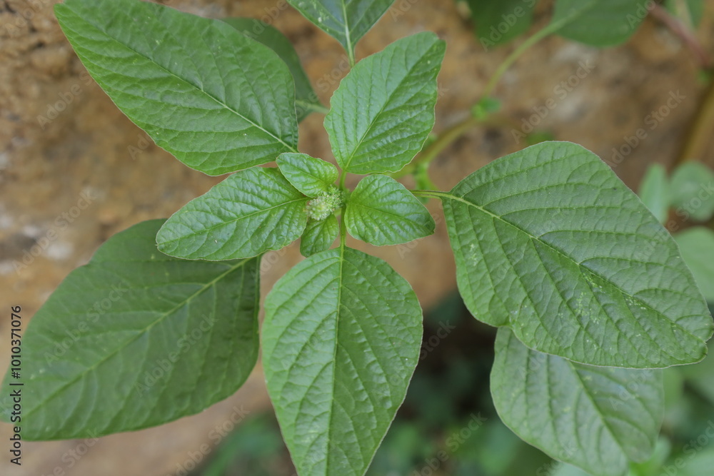 This garden is perfect for many herbal plants and also serves as a biotope for many animals. This garden is perfect for many herbal plants and also serves as a biotope for many animals.