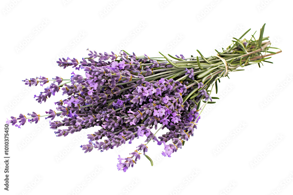 Lavender on a transparent background. Lavender on a transparent background.