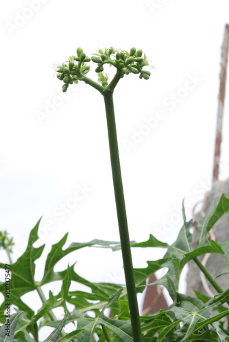 This garden is perfect for many herbal plants and also serves as a biotope for many animals. photo