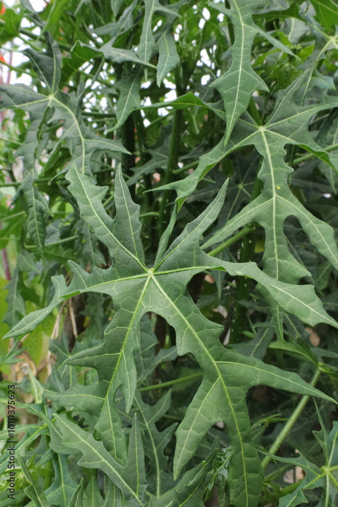 This garden is perfect for many herbal plants and also serves as a biotope for many animals. This garden is perfect for many herbal plants and also serves as a biotope for many animals.