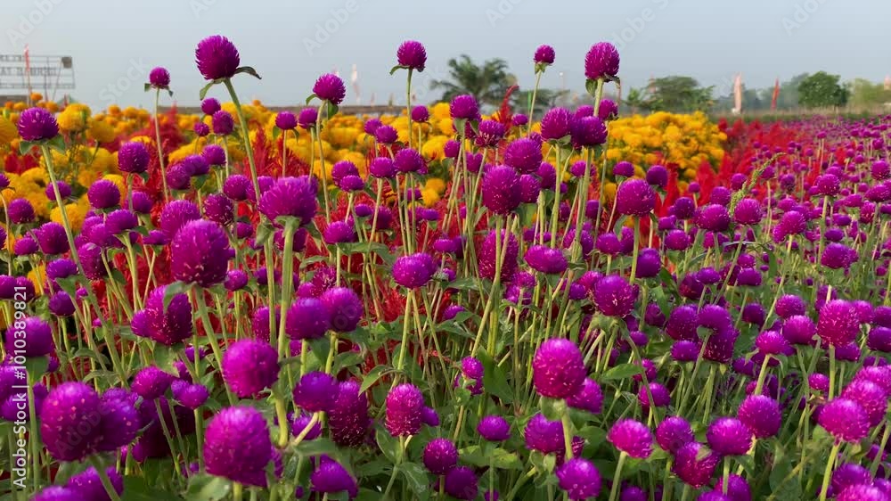 field of tulips field of tulips