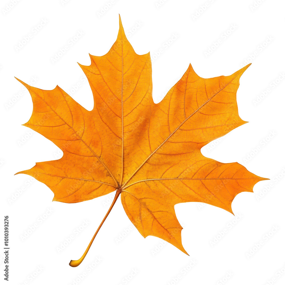A vibrant maple leaf stands out against a crisp white background, showcasing its natural beauty and rich color. A vibrant maple leaf stands out against a crisp white background, showcasing its natural beauty and rich color.
