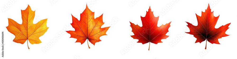 Colorful autumn leaves on a white isolate background., transparent background Colorful autumn leaves on a white isolate background., transparent background