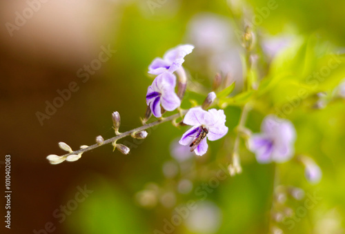 purple flower with bug