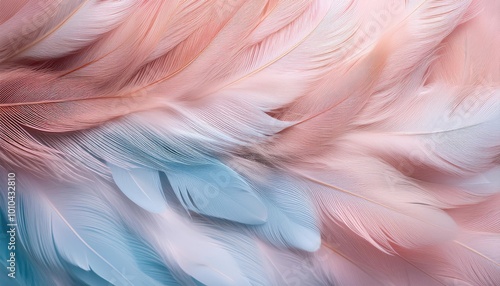 Soft pink and blue feathers