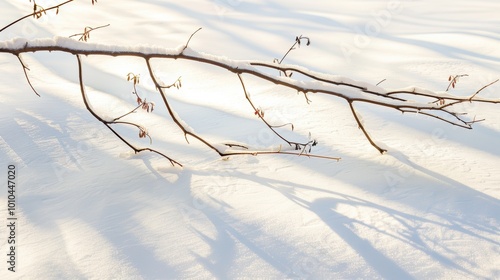 Frost-Tipped Branch Hanging Over Soft Snow