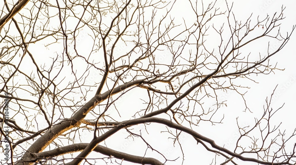 Leafless Branches Intertwined Against a Bright Sky Leafless Branches Intertwined Against a Bright Sky