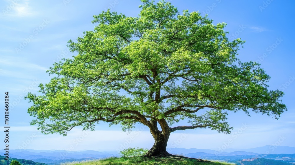 Majestic Tree with Lush Green Leaves in Clear Sky Majestic Tree with Lush Green Leaves in Clear Sky