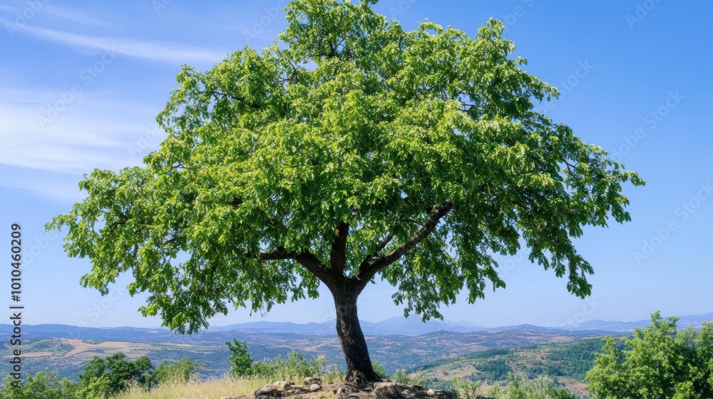Obraz premium Lush Green Tree Standing Against Clear Blue Sky