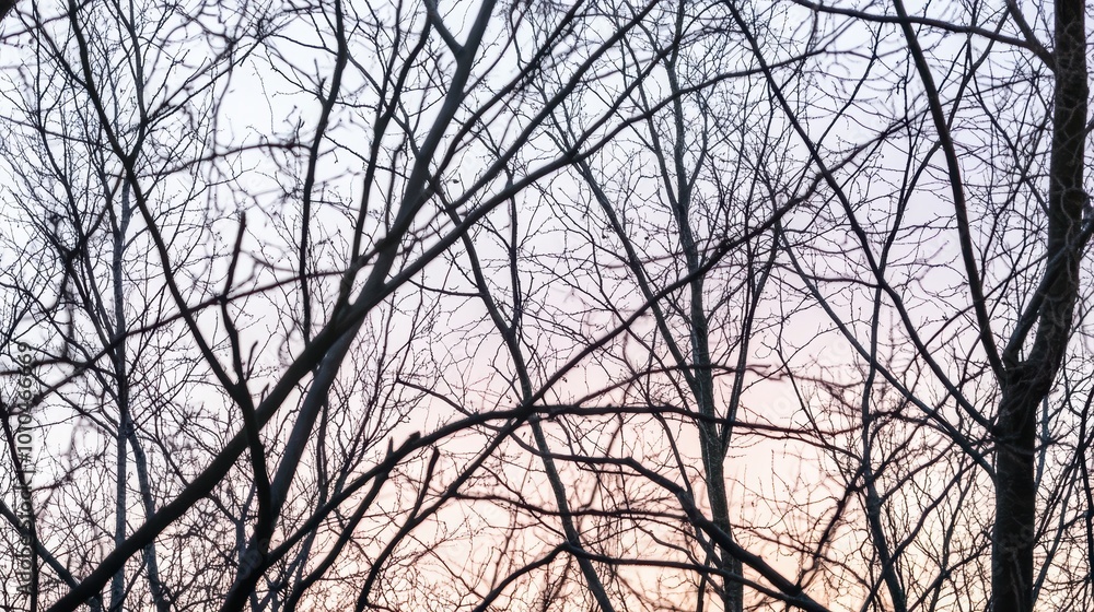 Leafless Branches with Sharp Focus at Sunset Leafless Branches with Sharp Focus at Sunset