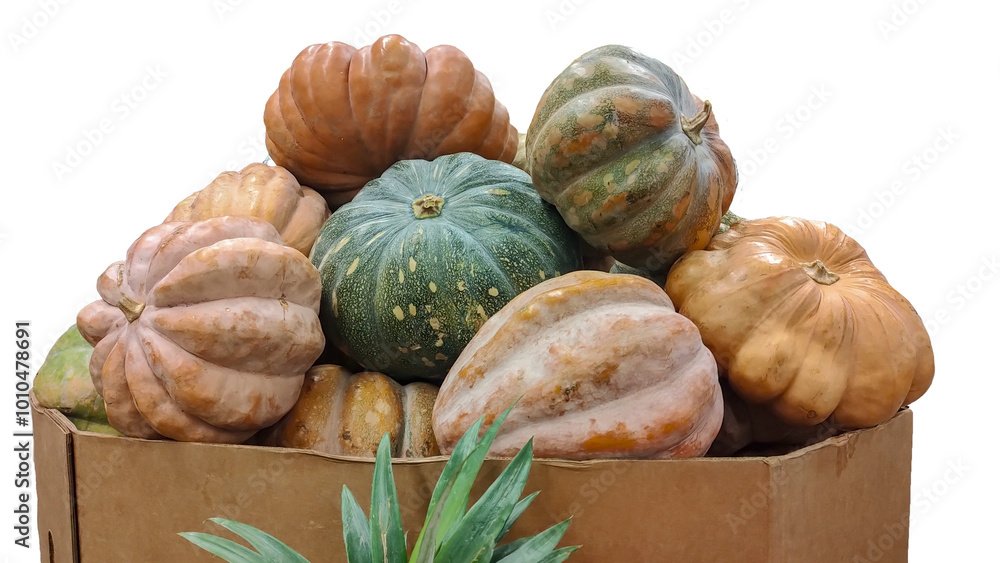 Box full of big pumpkins, for Halloween, no background. Box full of big pumpkins, for Halloween, no background.