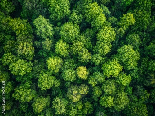 2408 43.An aerial view of a thriving green forest, with towering trees forming a dense canopy. The landscape is rich with vibrant green hues, highlighting the health of the ecosystem and the